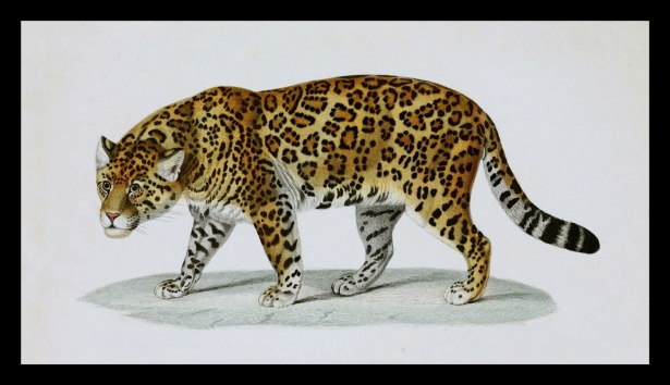 Gato grande gato leopardo jaguar Stock de Foto gratis - Public Domain  Pictures