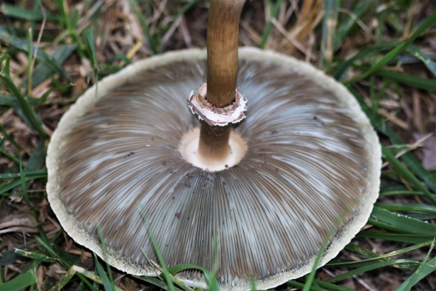 Parte inferior de um cogumelo parasol Foto stock gratuita - Public Domain  Pictures