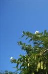 Acacia Tree With White Flowers