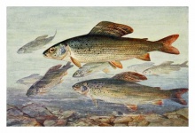 Grayling Freshwater Fish Fish Vintage