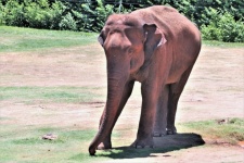 Asian Elephant Standing In Grass