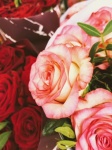 Background With Roses. Bouquet
