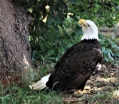 Bald Eagle On Ground Looking Up