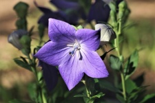 Balloon Flower And Buds