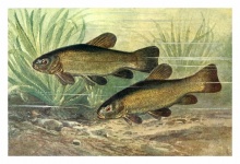 Barbel Freshwater Fish Fish Vintage