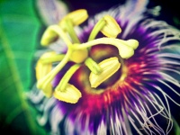 Beautiful Flower In Filter Images