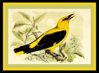Bird Exotic Vintage Painting