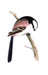 Bird Long Tailed Tit