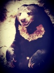 Black Bear In Zoo
