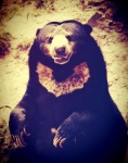 Black Bear In Zoo