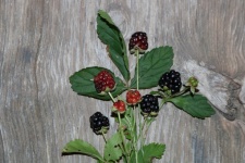 Blackberries On Wood Table