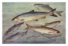 Blaufelchen Whitefish Fish Vintage