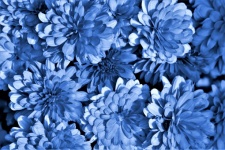 Blue Chrysanthemums Background