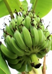 Bunch Ripening Bananas Tree
