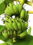 Bunch Ripening Bananas Tree