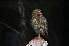 Burrowing Owl At Night Portrait