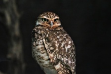 Burrowing Owl At Night Portrait