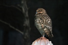 Burrowing Owl At Night Profile