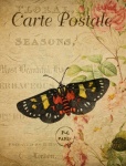 Butterfly, Moth Vintage Postcard