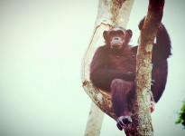 Chimpanzee Monkey In Open Zoo