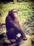 Chimpanzee Monkey In Open Zoo