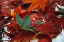 Colorful Fall Leaves