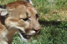 Cougar Head Close-up
