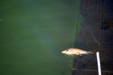 Dead Fish Lying On Edge Of Overflow