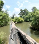 Deep Forest River Kaeng Lam Duan