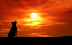 Dog Watching Sunset Silhouette