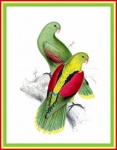 Edward Lear - Parrots 1