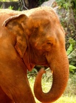Elephant In Thailand