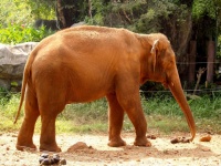 Elephant In Thailand