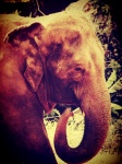 Elephant In Zoo