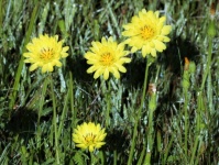 False Dandelion Wildflowers In Dew