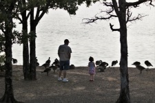 Father And Child Watching Geese