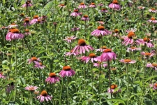 Field Of Pink Coneflowers