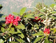 Flower Garden At Doi Inthanon Mountain