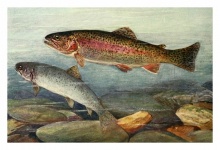 Trout Freshwater Fish Vintage