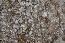 Fossil Shells In Rock On Beach