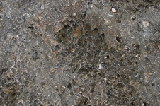 Fossilized Shells In Sea Rock