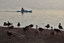 Geese And Kayak On Lake At Sunset