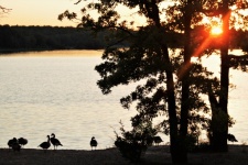 Geese On Lake Shore At Sunset 2
