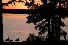 Geese On Lake Shore At Sunset