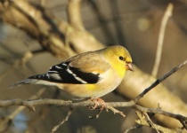 Goldfinch On Branch Close-up
