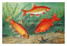 Goldorf Crucian Carp Fish Vintage