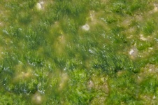Green Algae Under Running Water