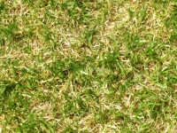 Green Grass