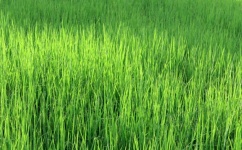 Green Rice Background