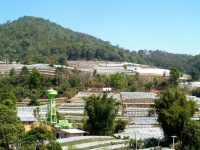 Greenhouse Plant, Doi Inthanon